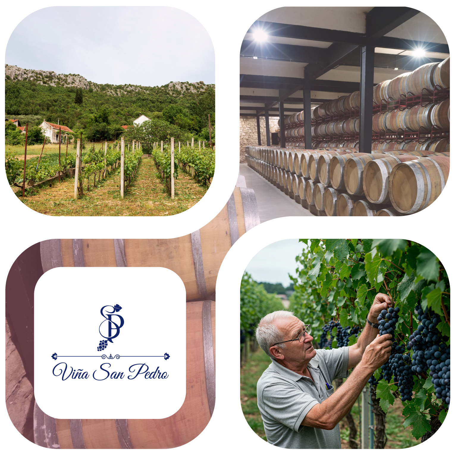 Viñedo San Pedro